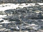27669 Small birds on rocks.jpg